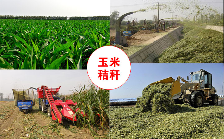 玉米秸稈實拍圖 玉米秸稈實拍圖