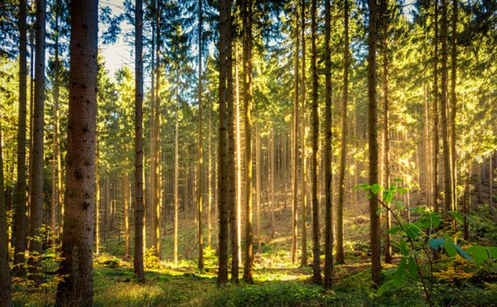 如果環(huán)境氣候破壞事件持續(xù)的增加,那么這些外部因素將導(dǎo)致對(duì)顆粒燃料的更高需求 如果環(huán)境氣候破壞事件持續(xù)的增加,那么這些外部因素將導(dǎo)致對(duì)顆粒燃料的更高需求